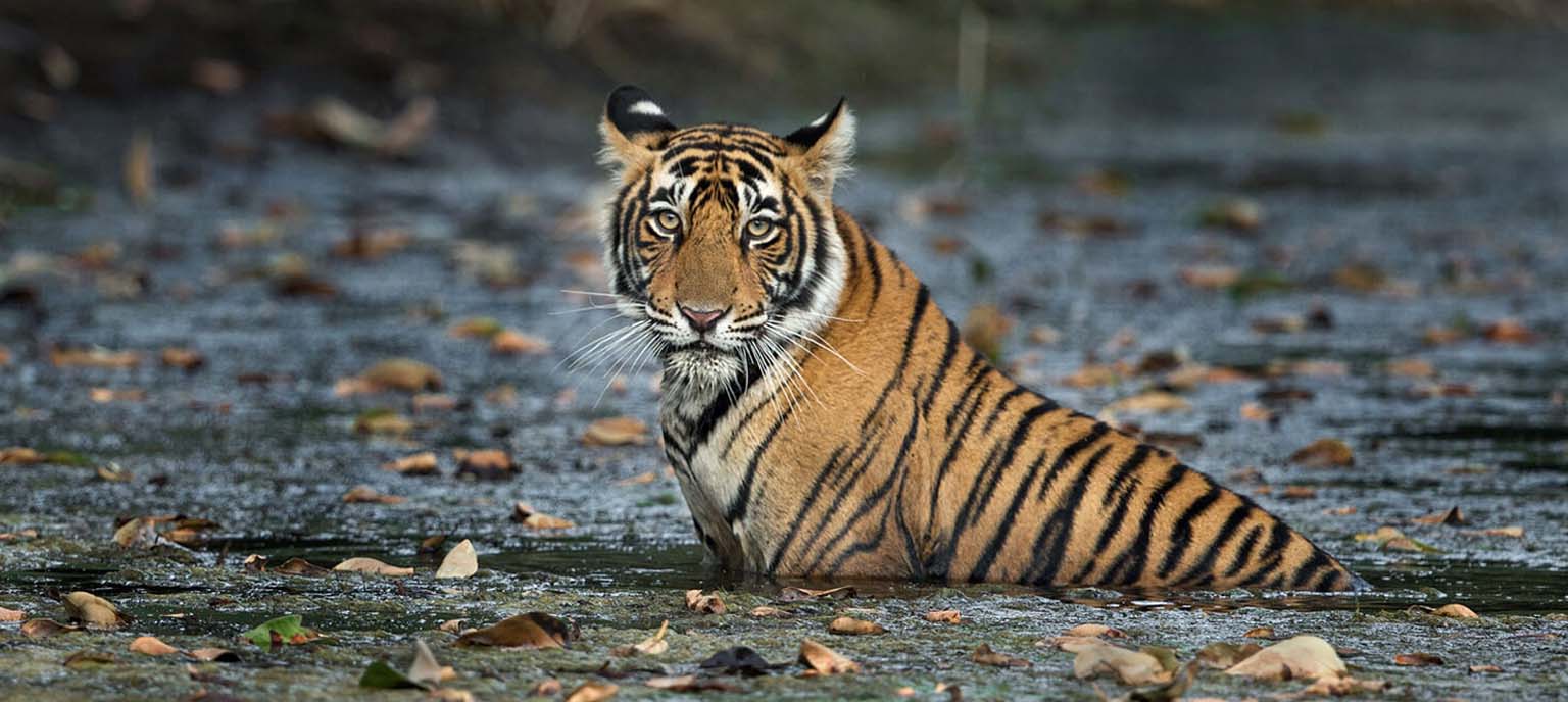 05-Days Private Golden Triangle Tour with Tigers from Delhi