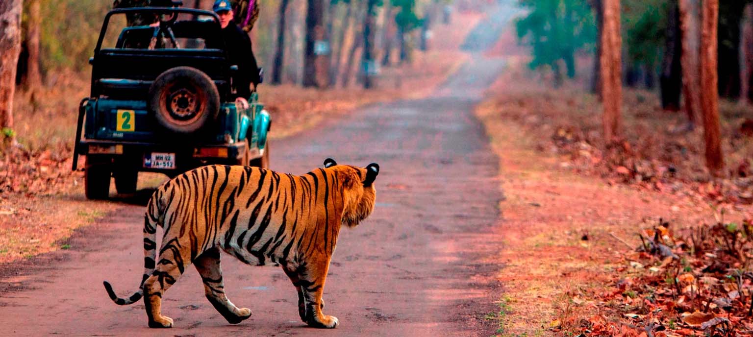 07-Days Private Golden Triangle Tour with Tigers from