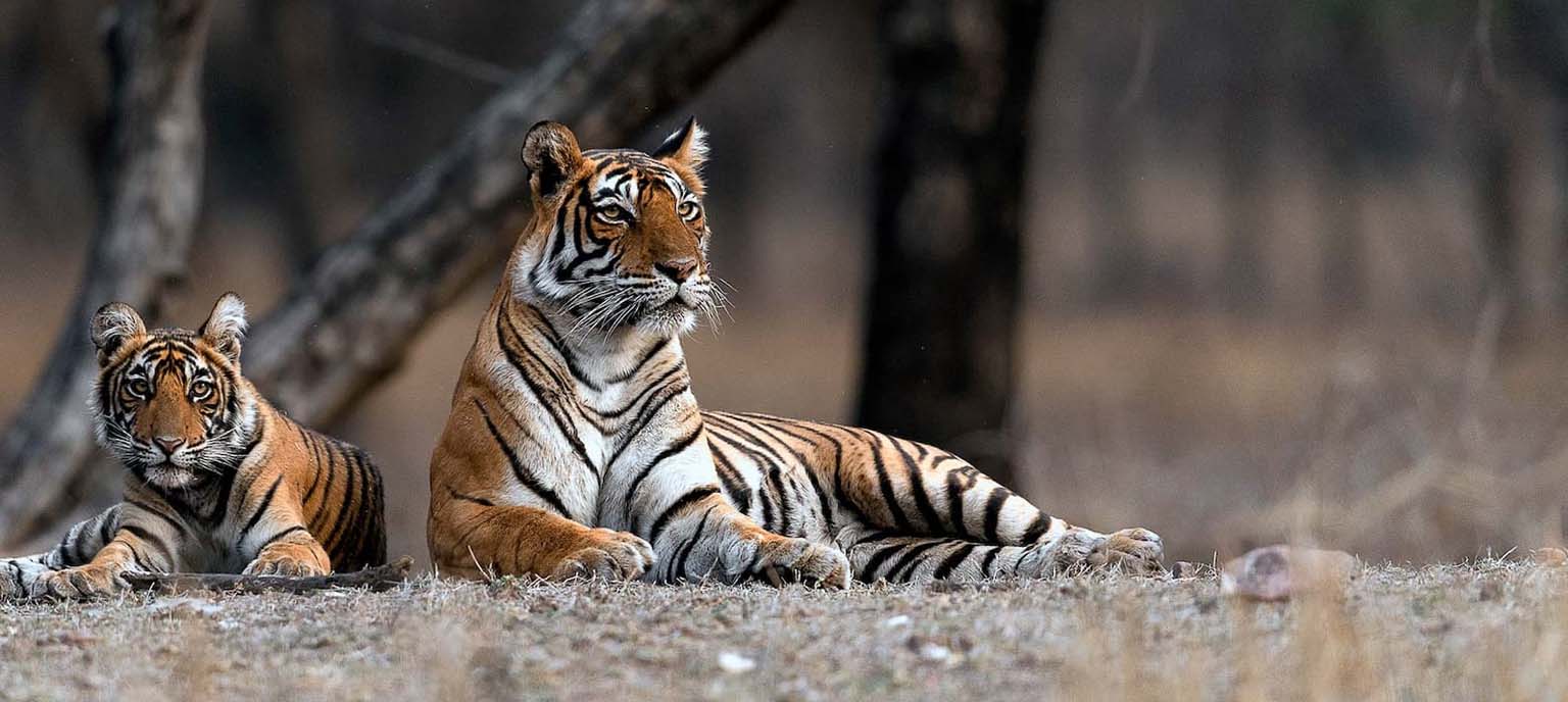 06-Days Private Golden Triangle Tour with Tigers from