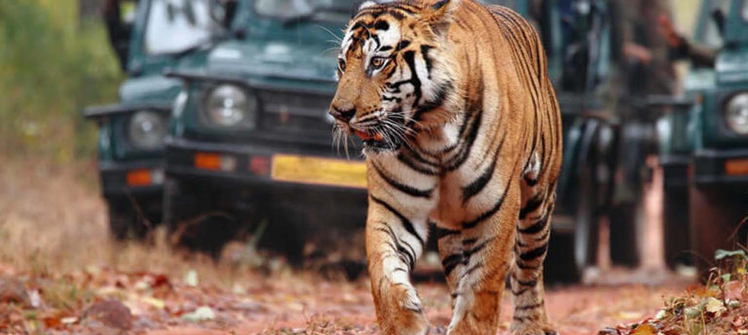 Private Ranthambore Wildlife Safari Tour from Jaipur