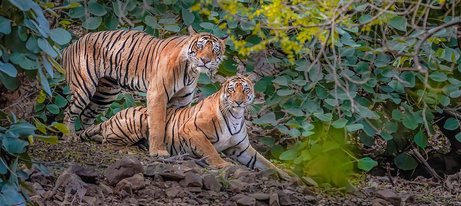Private Ranthambore Wildlife Safari Tour from Jaipur