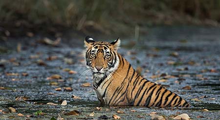 Golden Triangle Tour with Ranthambore