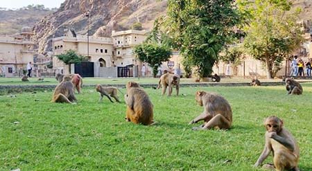 Jaipur Day Tour from Delhi with Monkey Temple