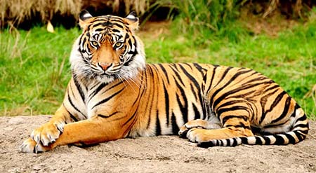 Private 3 Days Jim Corbett Tour from Delhi by Car