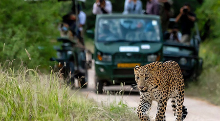 Golden Triangle Tour 3 Days with Leopard Safari