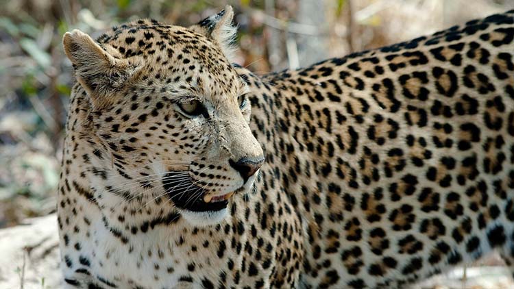 Golden Triangle Tour 3 Days with Leopard Safari1
