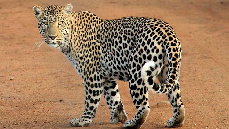 Golden Triangle Tour 3 Days with Leopard Safari1