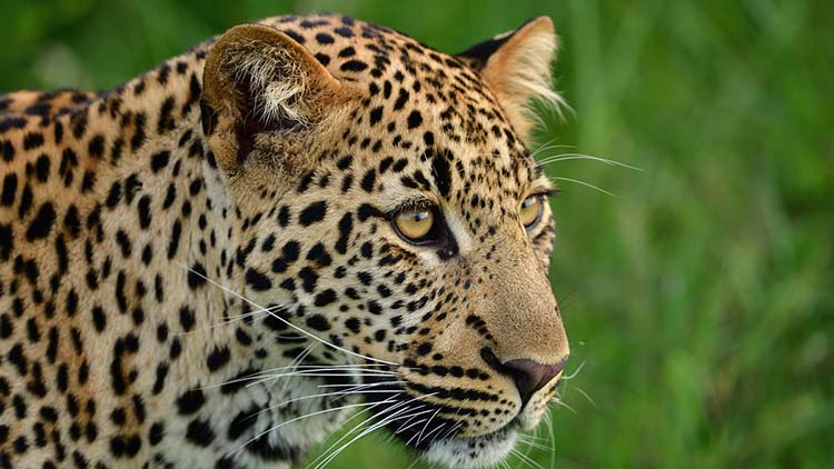 Golden Triangle Tour 3 Days with Leopard Safari1