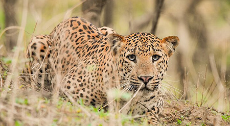 Golden Triangle Tour 4 Days with Leopard Safari