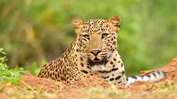 Golden Triangle Tour 4 Days with Leopard Safari