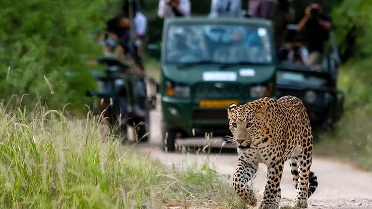 Golden Triangle Tour 4 Days with Leopard Safari