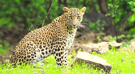 Golden Triangle Tour 5 Days with Leopard Safari