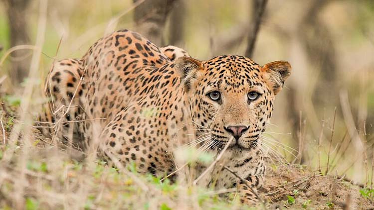 Golden Triangle Tour 5 Days with Leopard Safari