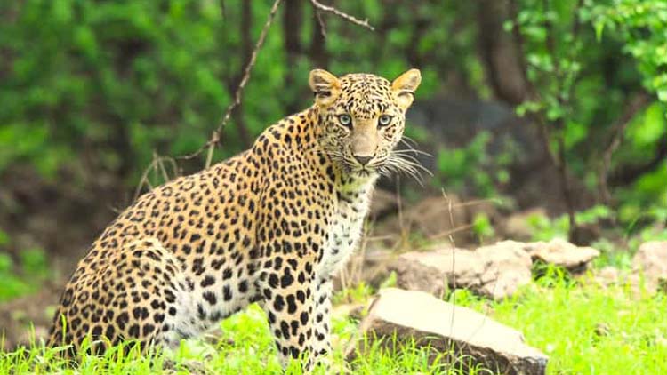 Golden Triangle Tour 5 Days with Leopard Safari