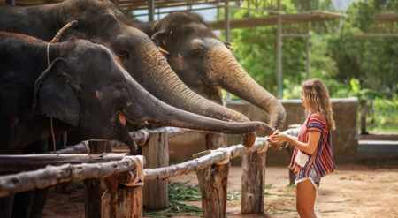 Golden Triangle Tour with Elephant Sanctuary 4 Days