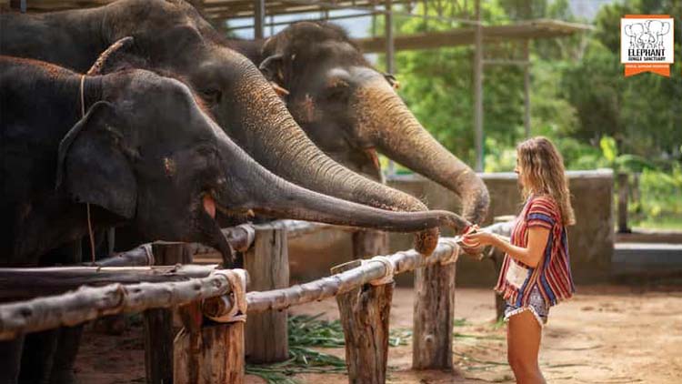 Golden Triangle Tour with Elephant Sanctuary