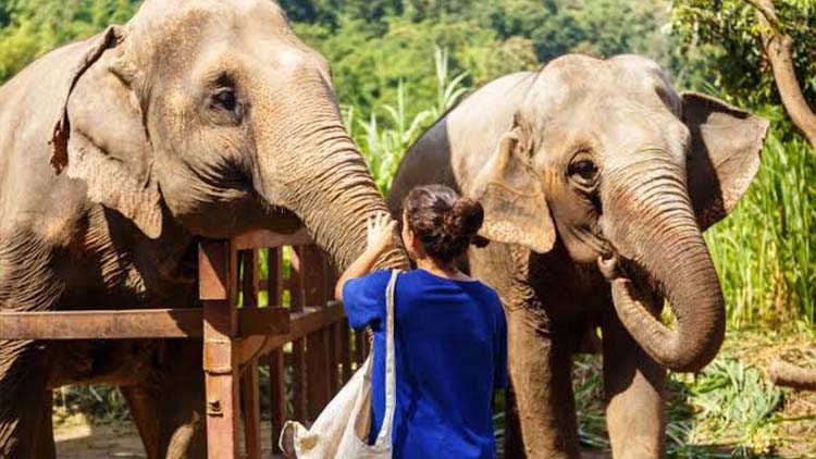 Golden Triangle Tour with Elephant Sanctuary