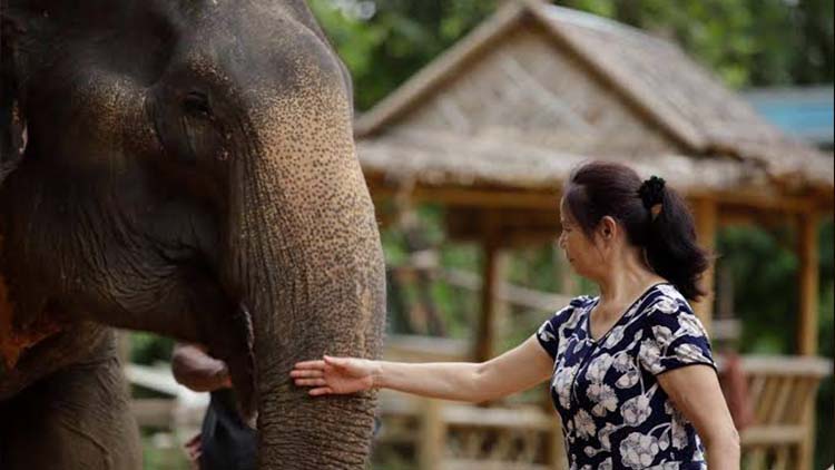 Golden Triangle Tour with Elephant Sanctuary