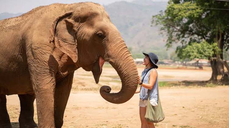 Golden Triangle Tour with Elephant Sanctuary