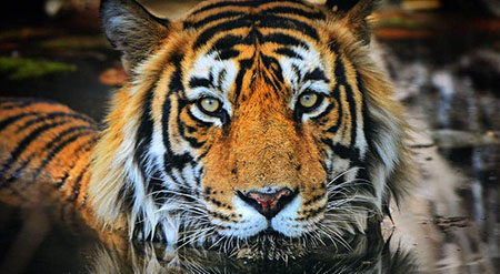 Golden Triangle Tour with Ranthambore 5 Days