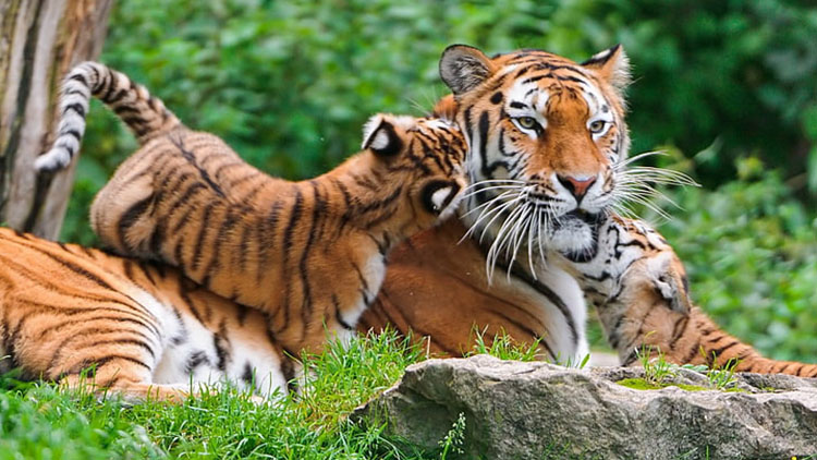 Golden Triangle Tour with Ranthambore 5 days