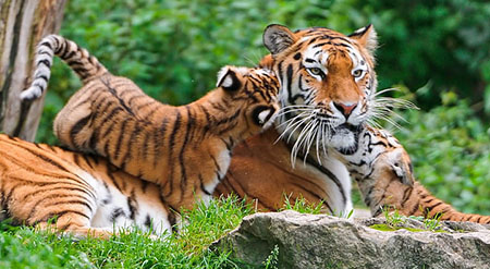 Golden Triangle Tour with Ranthambore 6 Days