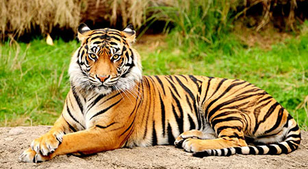Golden Triangle Tour with Ranthambore 7 Days