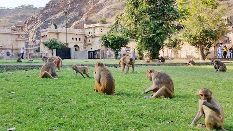 Jaipur Day Tour from Delhi with Monkey Temple