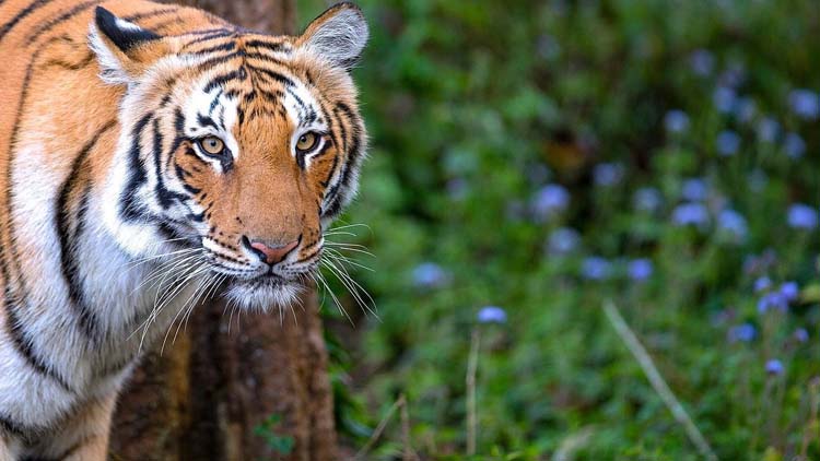 Private 3 Days Jim Corbett Tour from Delhi by Car