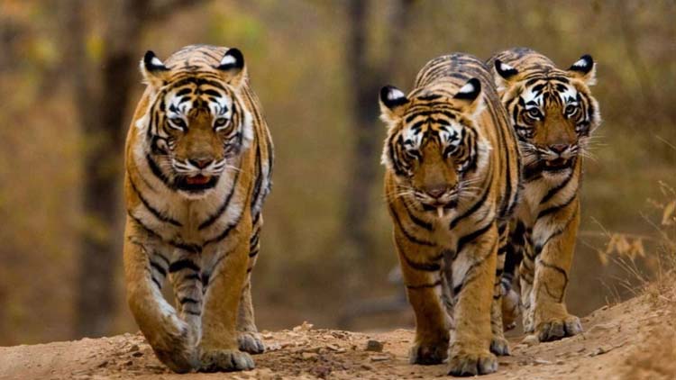 Private 3 Days Jim Corbett Tour from Delhi by Car