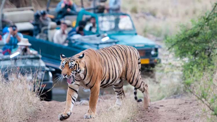 Private 3 Days Jim Corbett Tour from Delhi by Car