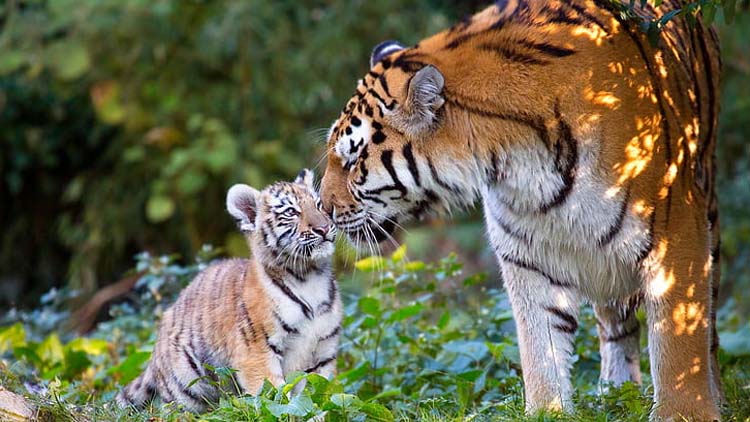 Private 3 Days Jim Corbett Tour from Delhi by Car