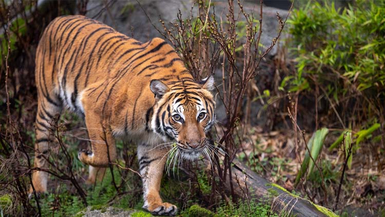 Private 3 Days Jim Corbett Tour from Delhi by Car
