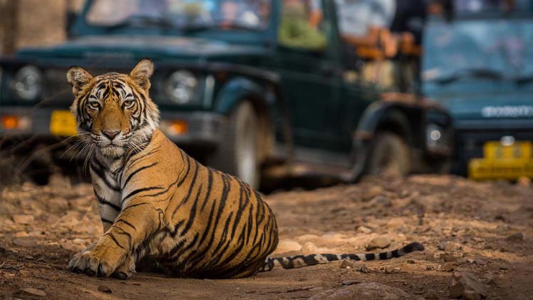 Private 3 Days Ranthambore National Park Tour from Delhi