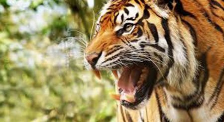 Private 3 Days Ranthambore National Park Tour from Delhi