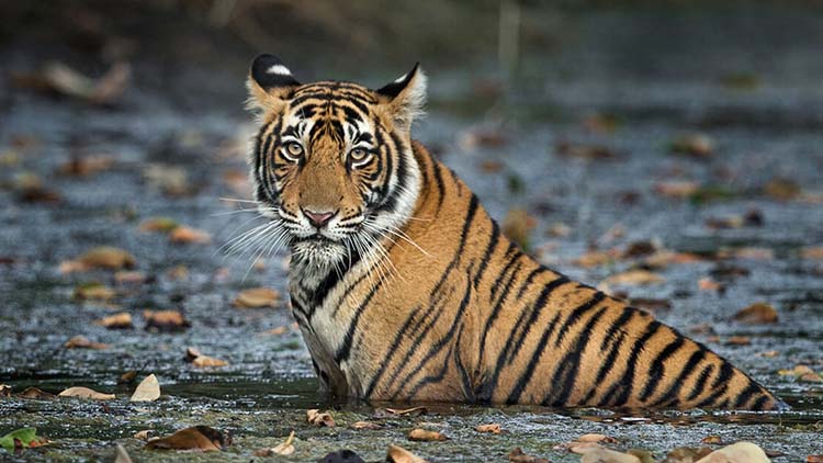 Private 3 Days Ranthambore National Park Tour from Delhi