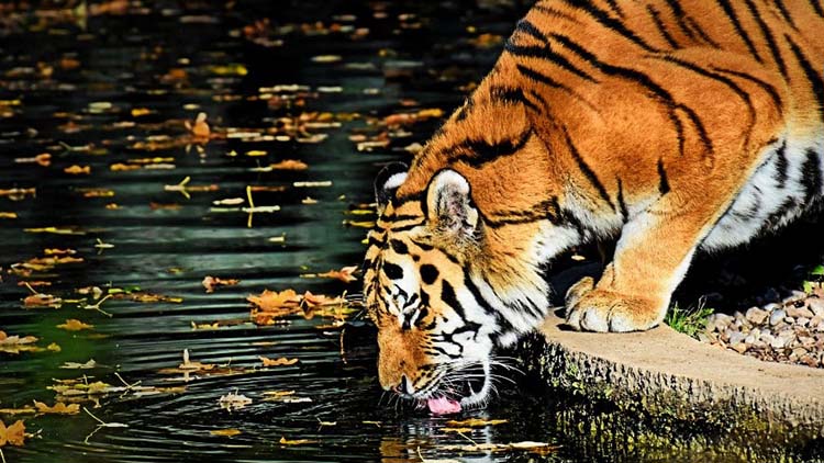 Private 3 Days Ranthambore National Park Tour from Delhi