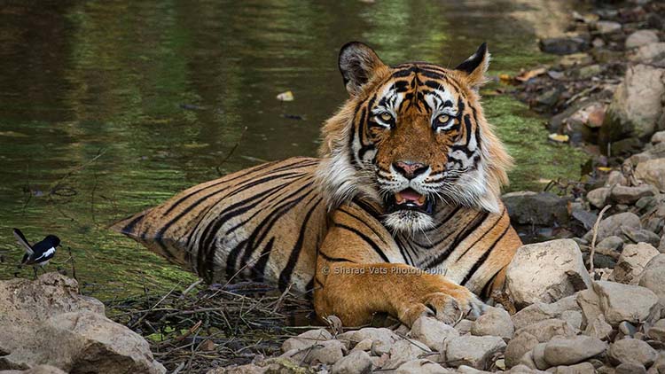 Private 3 Days Ranthambore National Park Tour from Delhi