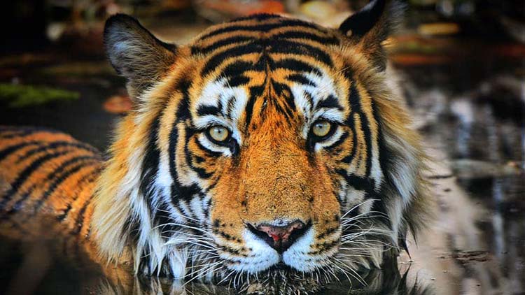 Private 3 Days Ranthambore National Park Tour from Delhi
