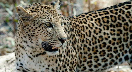 Golden Triangle Tour 6 Days with Leopard Safari