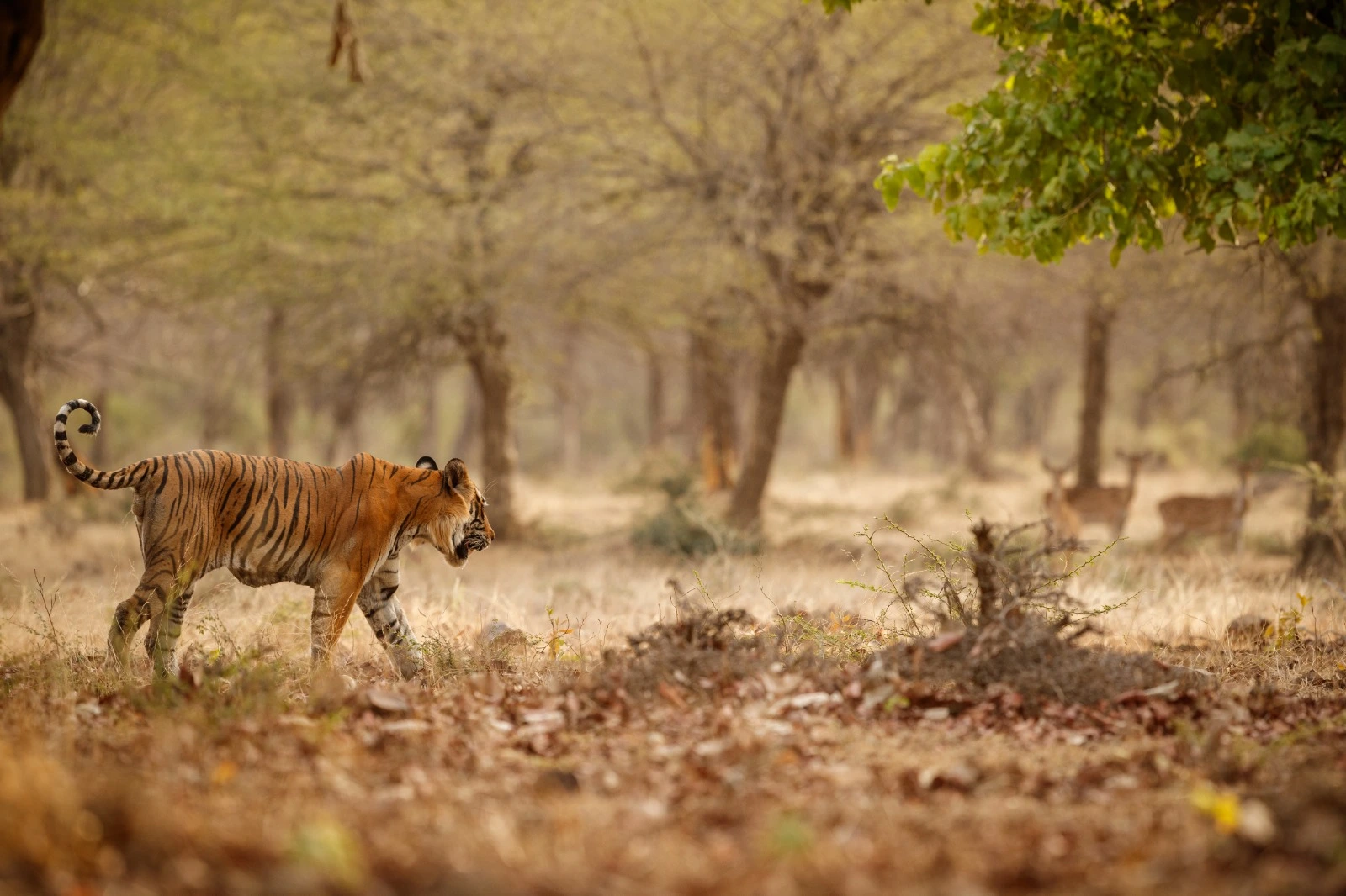You are currently viewing Into the Wild – Discover the Soul of Rajasthan